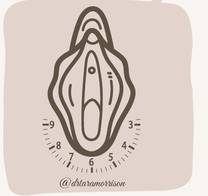 Pelvic clock: 6:00 at the perineum, 12:00 toward the urethra
