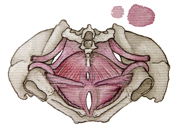 Watercolor illustration of the pelvic floor muscles within the pelvis